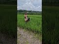 Cool farmers take care of the planting media -Agriculture farming #shorts
