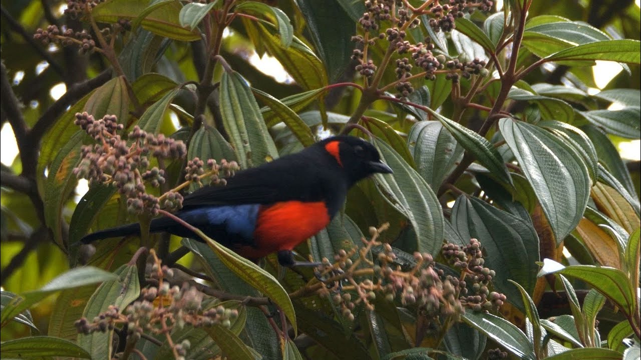 Scarlet-bellied Mountain Tanager