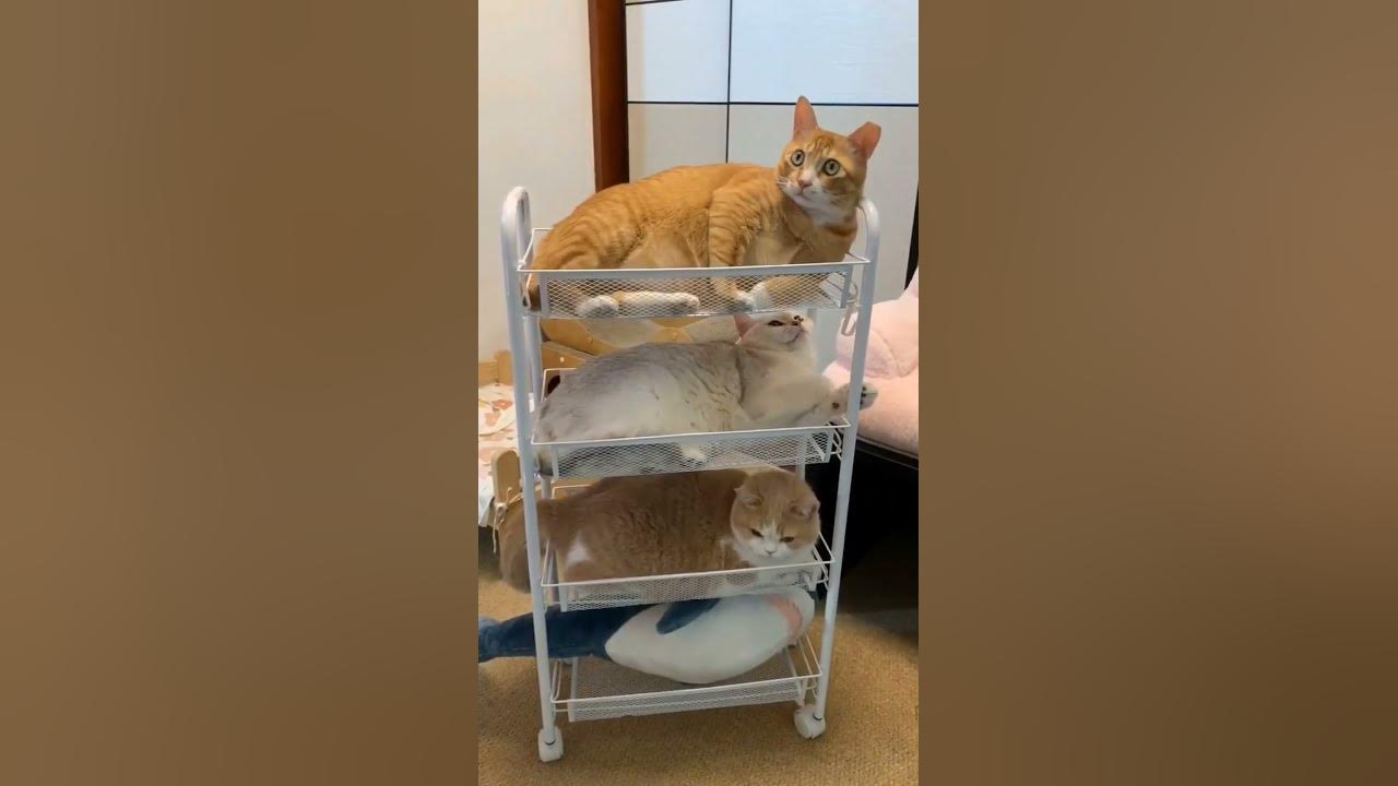 А мы спать 😺 #котики #котейка #кошки #котята #коты #животные - YouTube