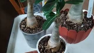 видео: Адениумы. Что цветет в ноябре. Не цветут 6 летние сеянцы, что делать. картинка: Адениумы. Что цветет в ноябре. Не цветут 6 летние сеянцы, что делать.