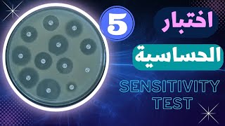 45_كيفية إجراء اختبار الحساسية للمضاد الحيوي وحساب عدد البكتيريا sensitivity test and colony count