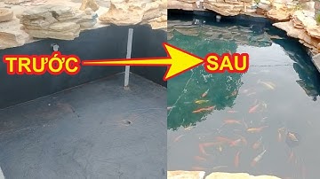 Xây Mới Hồ Cá Koi 20Khối. 3Hút Đáy Và 2Hút Mặt. Thả Đàn Hơn 50 Koi Việt. Hồ Anh Bình Tại Bình Phước