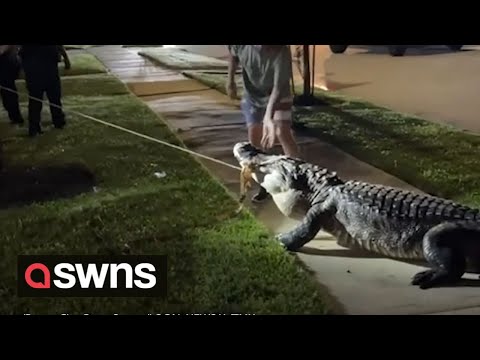 Massive 12-foot alligator captured on residential street in Texas neighbourhood | SWNS
