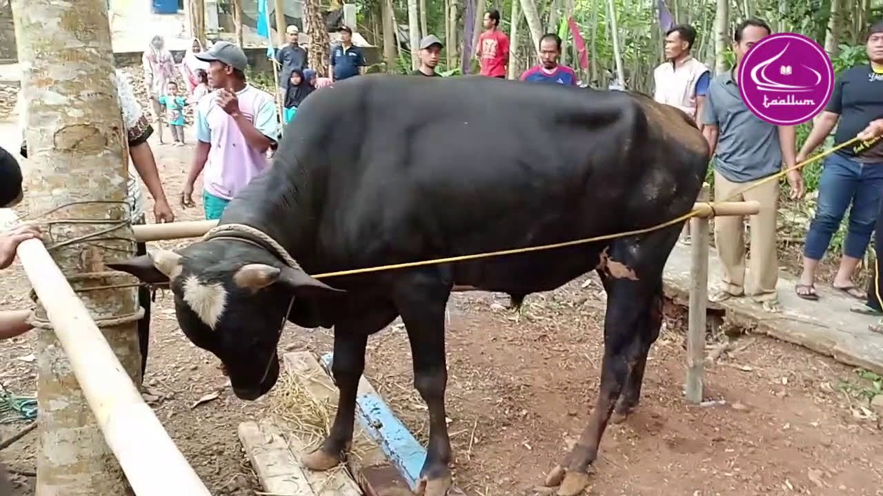 Pemotongan Hewan  Qurban Sapi  Idul Adha 1440 H Miftahul 