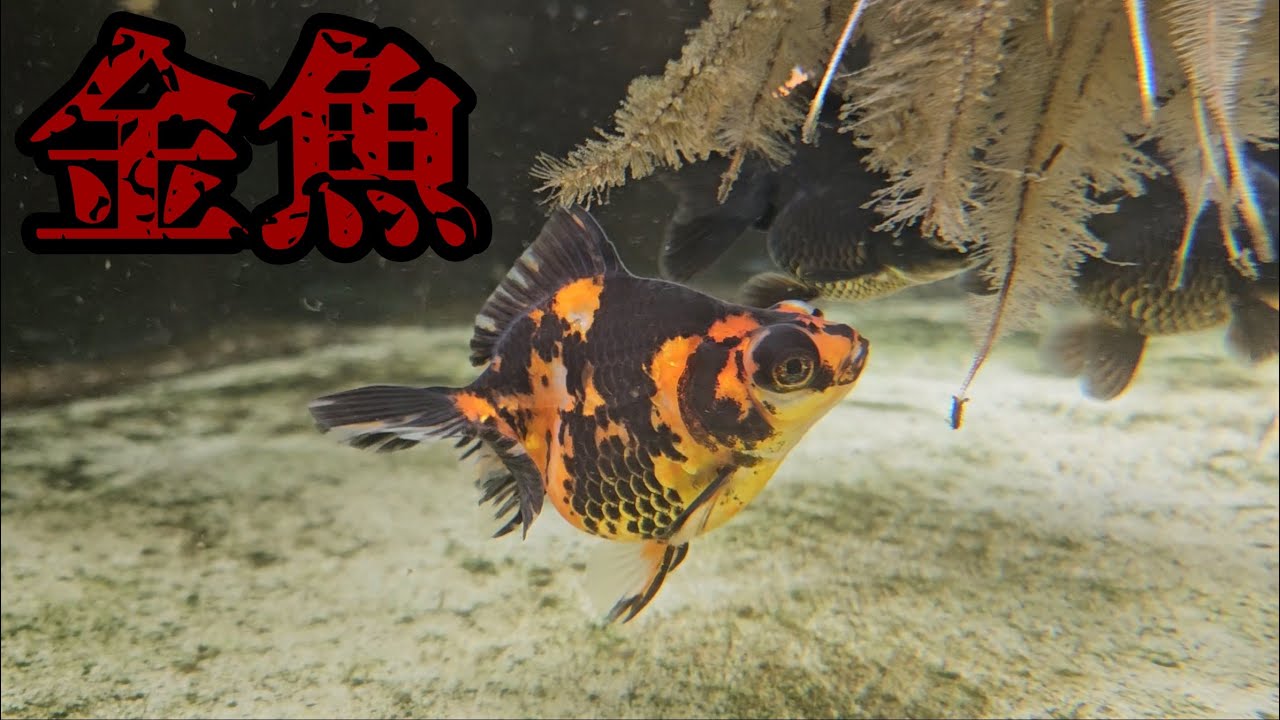 金魚 2026年8月16日 獄蝶、誕生への道 - YouTube