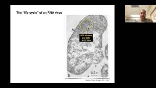 Self-Assembly and RNA Viruses | Dr. Rees Garmann