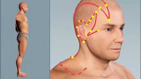 Gall bladder Meridian - Acpuncture animation