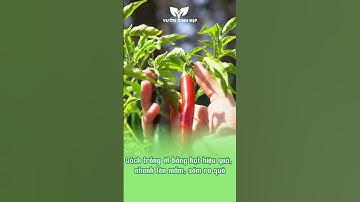 Cách trồng ớt bằng hạt hiệu quả, nhanh lên mầm, sớm ra quả #trongotbanghat #trongot #garden