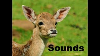 Deer Sound Effects All Sounds