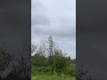 Pleasant birds singing in spring.