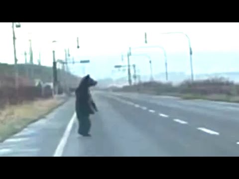 A brown bear stands on the road, staring at the sea, what is it