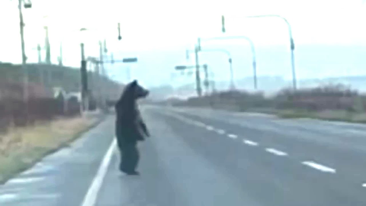 A brown bear stands on the road, staring at the sea, what is it