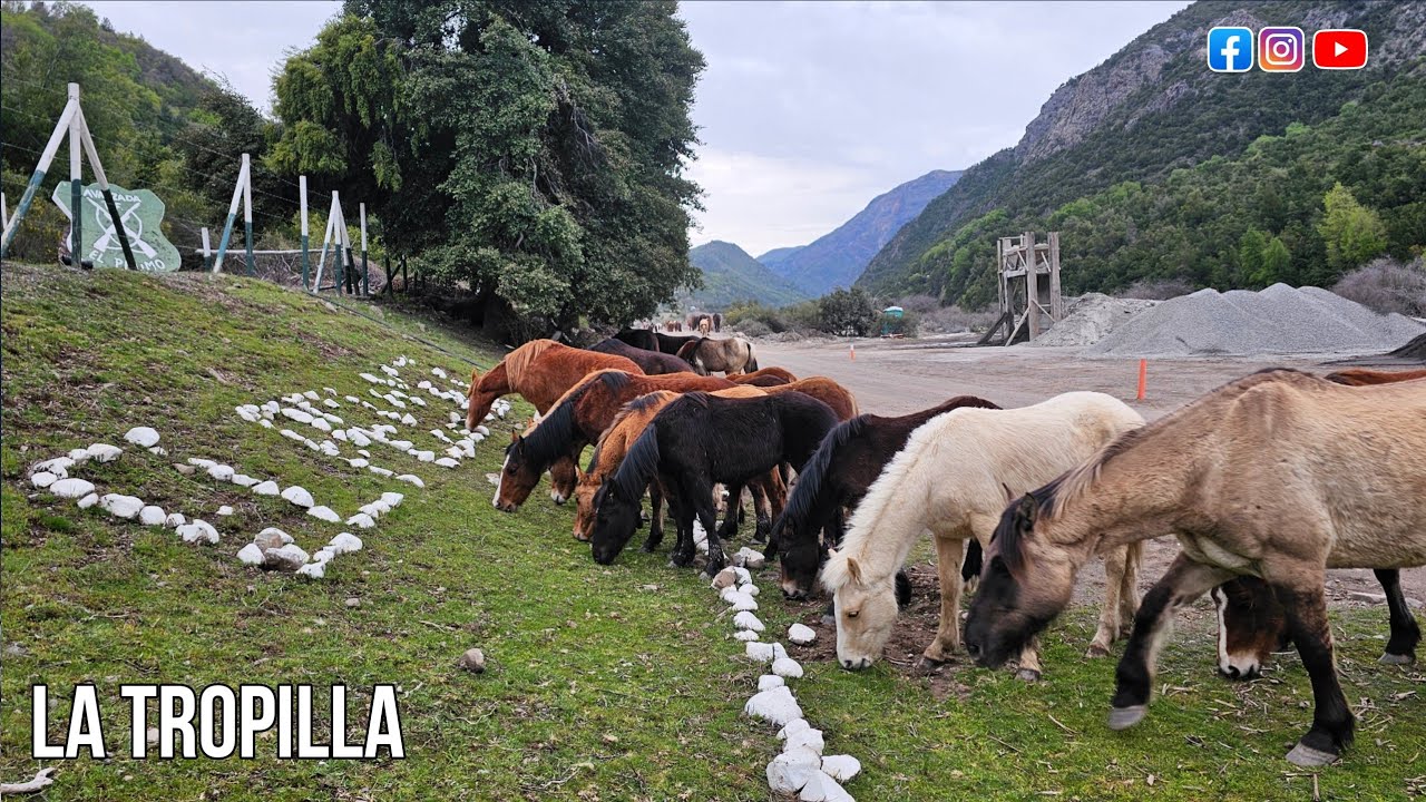 como es un arreo de yeguas caballos y potrillos a lo aloto de la cordillera de los Andes Chile