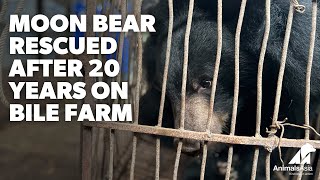 Moon Bear Rescued After 20 Years On Bile Farm