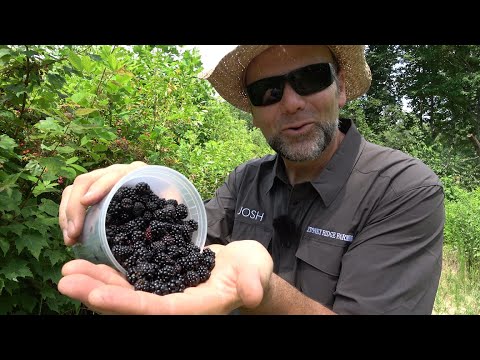 Simple Preserves: How To Make Blackberry Jam And Jelly!