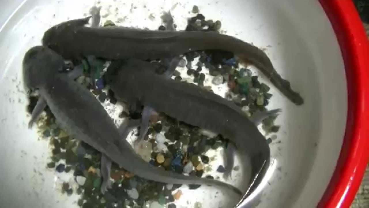 めずらしい巨大ウーパールーパーブラック Youtube