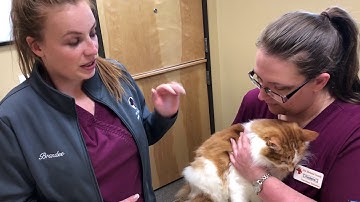 VTHT 1301 Summer 2018- AVMA Required Tasks Video