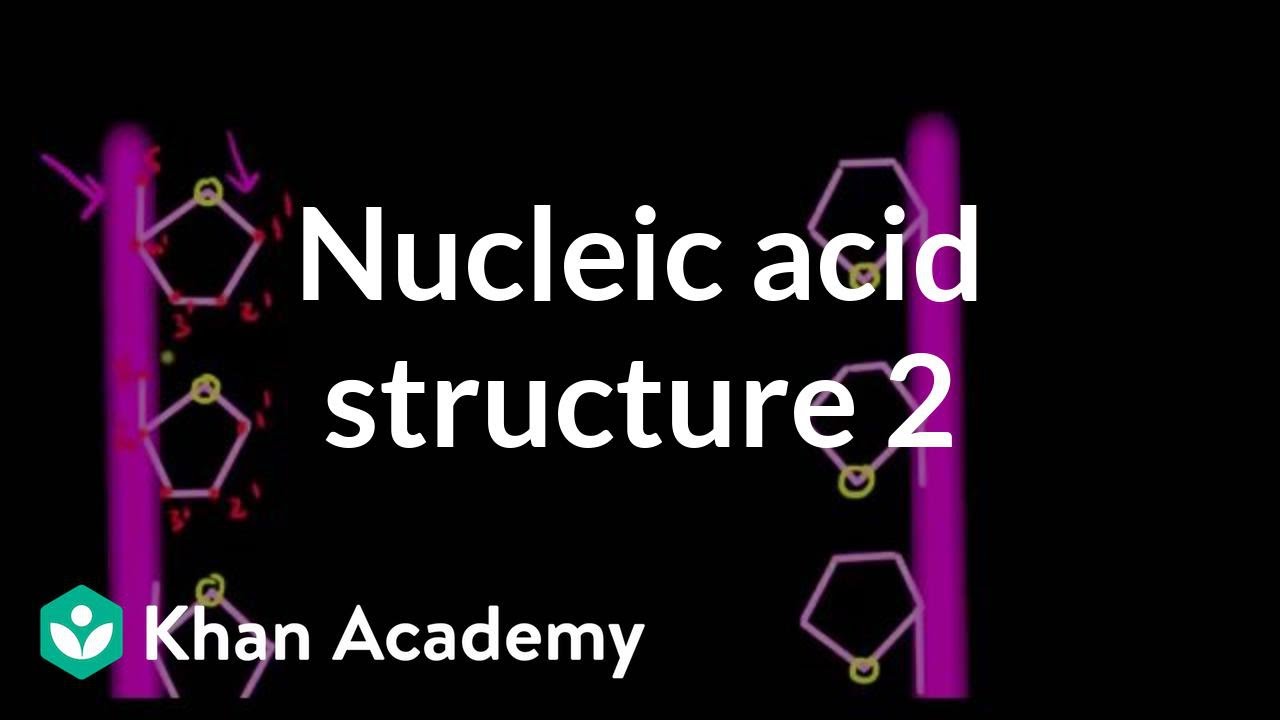 Nucleic acid structure 2