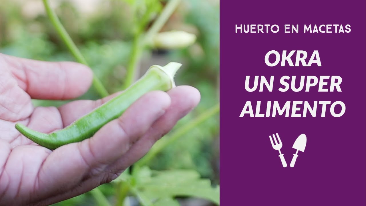 Cómo sembrar y cultivar Okra. Un super alimento.