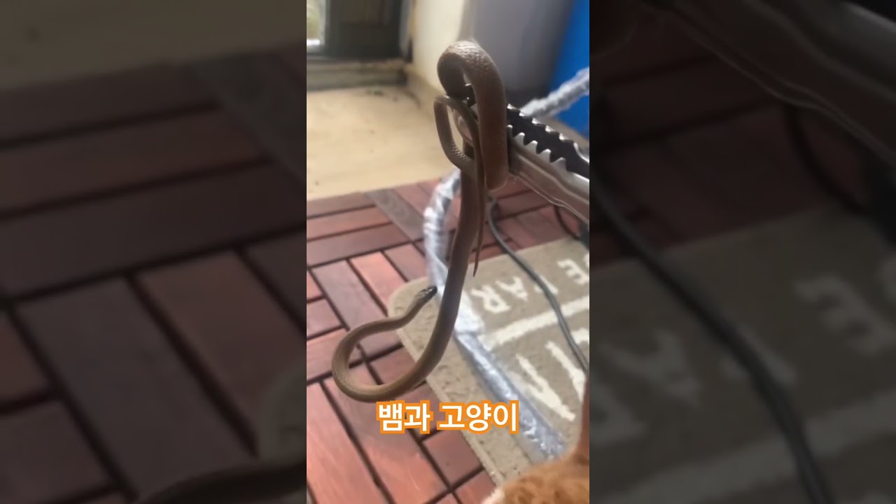 자꾸 집에 뱀 물어서 가져오는 고양이 