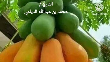 فجرية رائعة للفاتحةوماتيسرمن سورة الزخرف /للقارئ / محمدبن عبدالله الديلمي ١ / ١/ ١٤٤٦_ ٧/ ٧ / ٢٠٢٤م