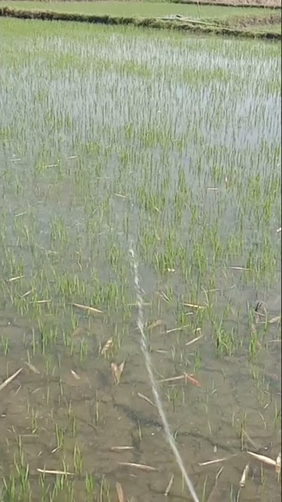New method... Spraying herbicide on rice from the rice field embankment... what herbicide? See de...