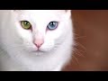 Most EXPENSIVE Cat Breeds の動画、YouTube動画。