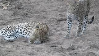 The amazing moment a female leopard presents herself to the male for mating 🐾