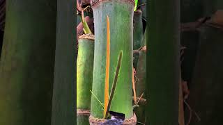 Extremely Satisfying Bamboo Scraping ASMR (No Talking)
