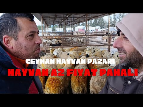 23.01.2026 CEYHAN HAYVAN PAZARI FİYATLAR YÜKSEK #koyun #kuzu #kurbanlık #toklu #hayvanpazari#animals