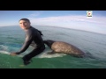 PLOUHARNEL  | Seal You surprises Surfers in Brittany - Quiberon 24 TV