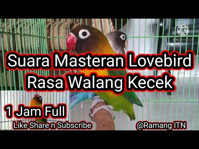 KOMPILASI SUARA LOVE BIRD NGEKEK WALANG KECEK DURASI PANJANG class=