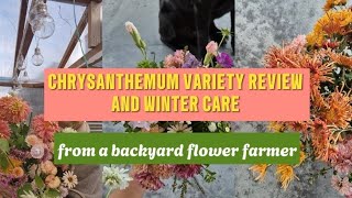 CHRYSANTHEMUM Winter Care and Variety Inspiration - growing chrysamthemums as a backyard farmer