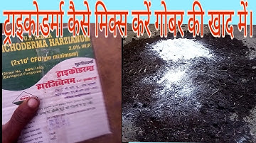 ट्राइकोडर्मा गोबर की खाद में कैसे मिलाएं।How to mix with trichoderma dung manure