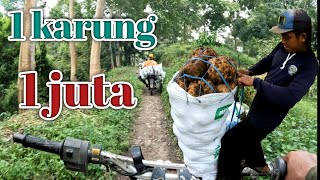 Harga Porang 1 Karung Bisa 1 Juta