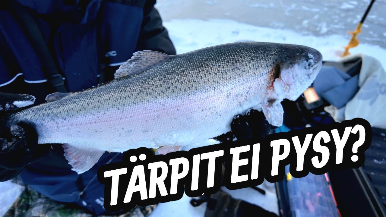 Kirjolohta pilkillä - Myrskytuulta, tärppejä ja oppia.