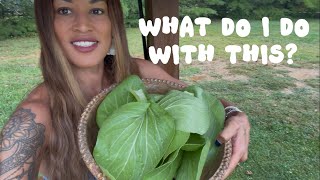 Not Sure What to Do With Bok Choy? Make THIS 🥬