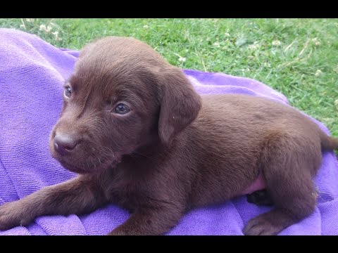 6 week old chocolate lab puppy