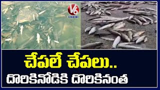 Fishes at Sundilla Barrage | చేపల పంట | V6 News