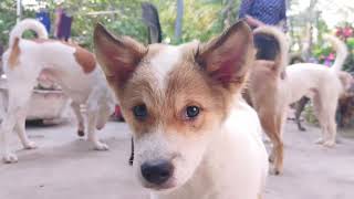 The Joy of Companionship