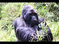Golden Monkey & Gorilla Trek in Uganda