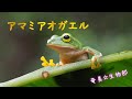 アマミアオガエル🐸