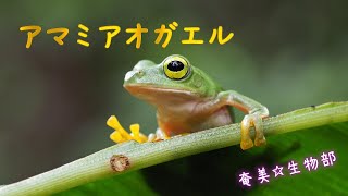 アマミアオガエル🐸