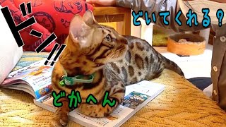 読書の邪魔をする巨大な赤ちゃん猫ノア