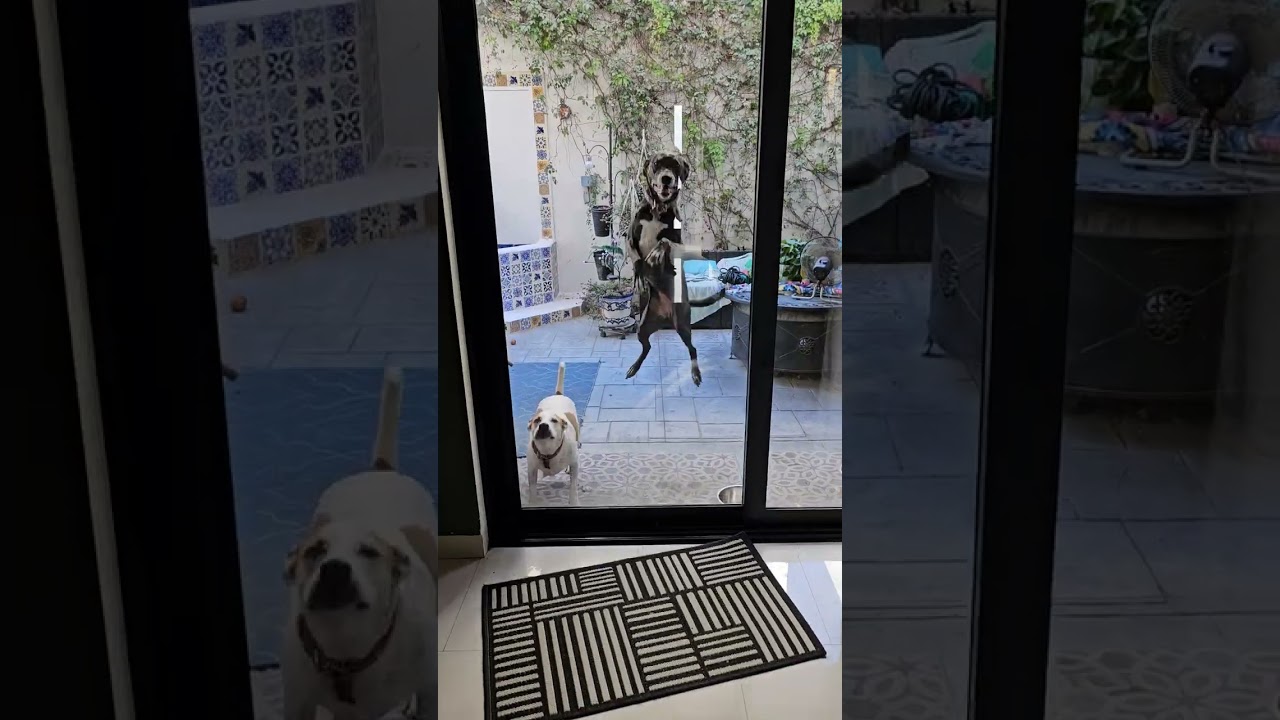 Dogs Start Jumping Excitedly Upon Seeing Their Owner - 1650451