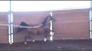 SOLD...BELLA THEBALL TRGR  (Aregal Heir TRGR x Bint Barbary)