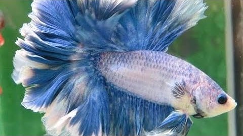 سورة البقرة تلاوة تفوق الوصف