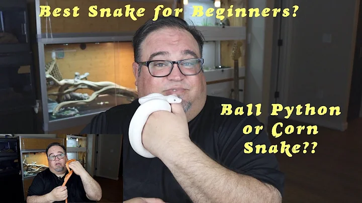 Ball Python vs. Corn Snake. Best beginner snake? A comparison after one year with each snake.