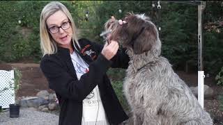 Famous Grooming A Wirehaired Pointing Griffon Wealth