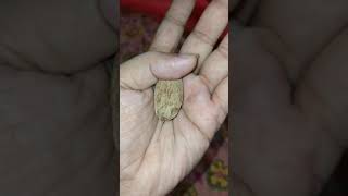 World Smallest coconut